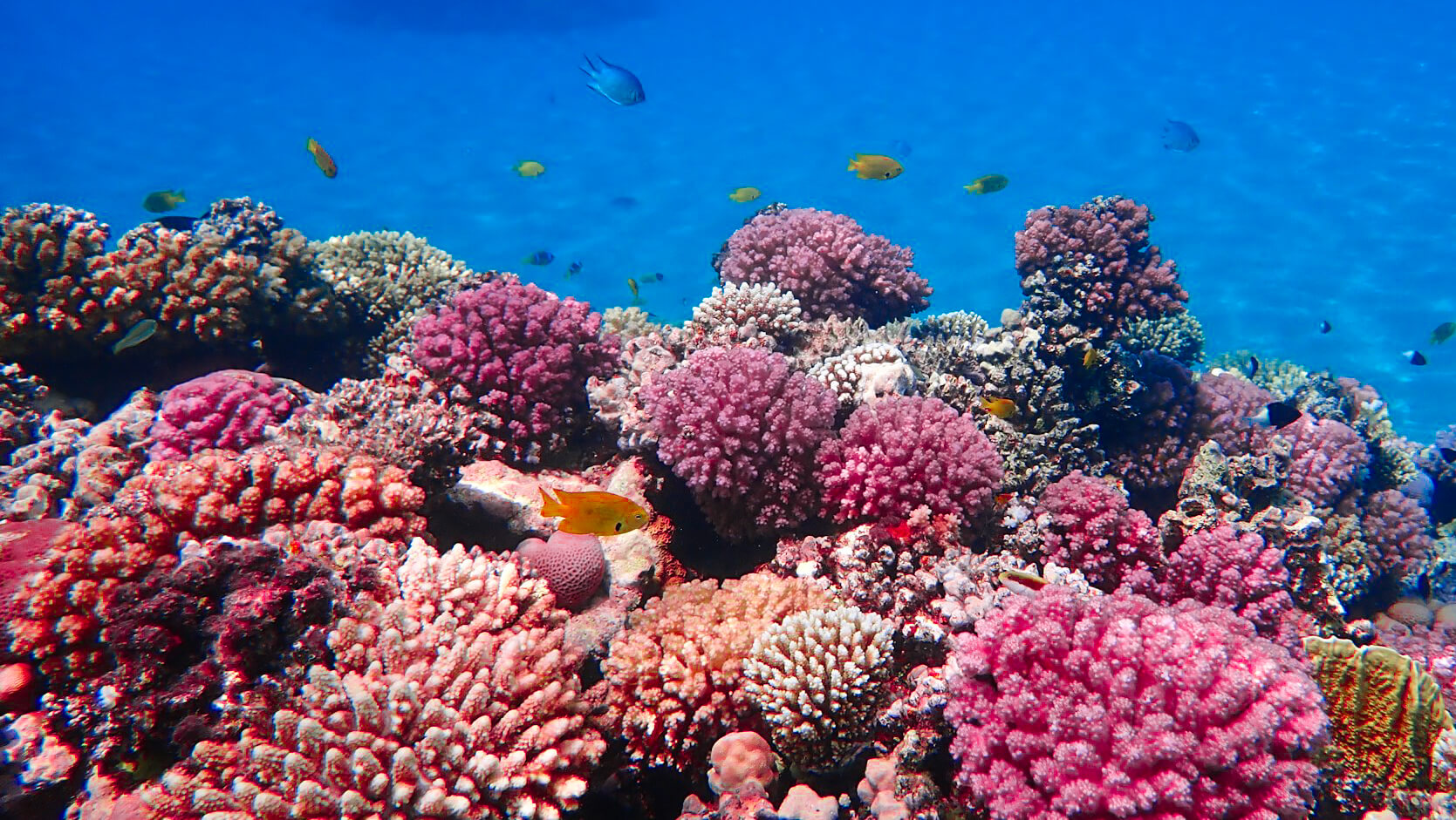 Туры из Тюмени в Шарм-Эль-Шейх