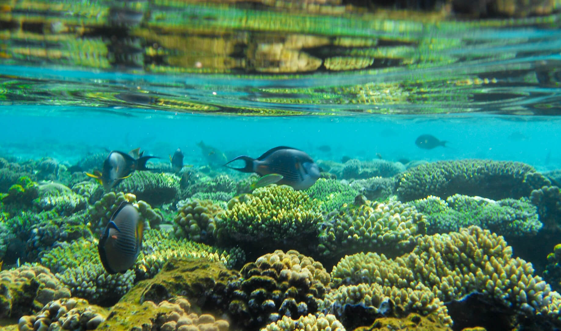 Туры из Екатеринбурга в Шарм-Эль-Шейх